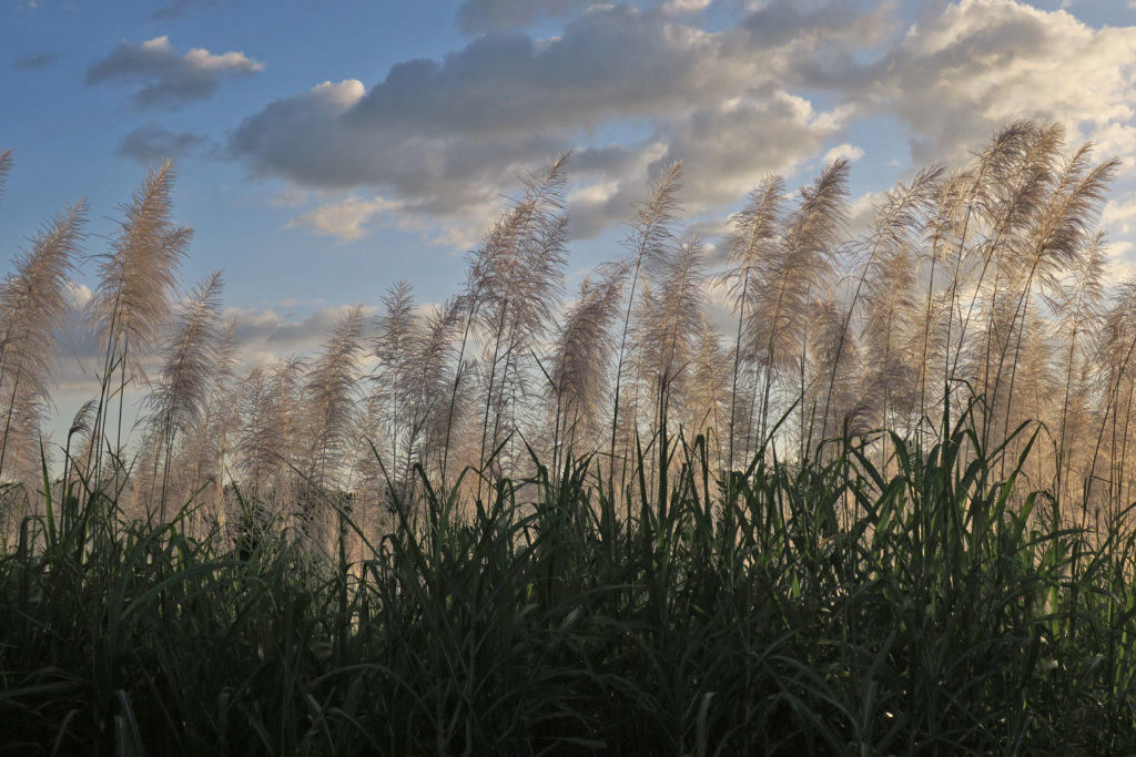 Sugar cane at NPH Nicaragua